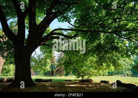 Großer Baum mit grünen Blättern im Park. Eiche auf Wiese im Sommer. Naturhintergrund Stockfoto