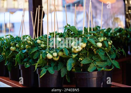 Grüne Tomate in Töpfen zum Verkauf auf dem Bauernmarkt. Pflanzen für Setzlinge Stockfoto