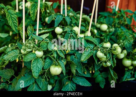 Grüne Tomate in Töpfen zum Verkauf auf dem Bauernmarkt. Pflanzen für Setzlinge Stockfoto