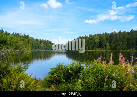 Kuttelbacher Teich mit der umliegenden Natur in der Nähe von Goslar, im Bezirk Hahnenklee-Bockswiese. Landschaft im Harz-Gebirge mit Bademöglichkeit p Stockfoto