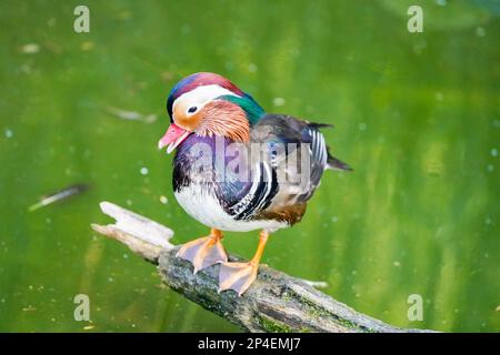 Mandarinente am Wasser. Vogel mit farbenfroher Nahaufnahme. Aix galericulata. Stockfoto