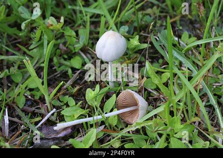 Weißer Dunce Cap, Conocybe apala, auch bekannt als Milky Conecap, Wildpilze aus Finnland Stockfoto