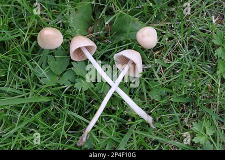 Weißer Dunce Cap, Conocybe apala, auch bekannt als Milky Conecap, Wildpilze aus Finnland Stockfoto