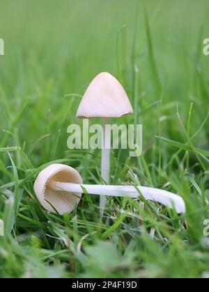 Weißer Dunce Cap, Conocybe apala, auch bekannt als Milky Conecap, Wildpilze aus Finnland Stockfoto