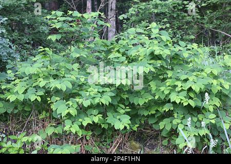 Japanisches Knotweed, Reynoutria japonica, auch bekannt als amerikanischer Bambus, asiatischer Knotweed oder Crimson Beauty, stark invasive Pflanze aus Finnland Stockfoto