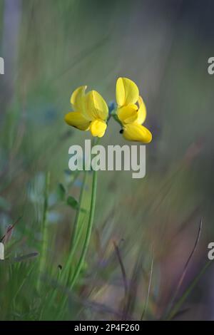 Vogelfußtrefoil, Lotus corniculatus, auch bekannt als Vogelfußdeervetch oder Eier und Speck, Wildblume aus Finnland Stockfoto