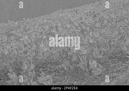 Graue Krokusblüten im Frühlingsgravierenden handgezeichneten Sketch Stockfoto