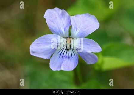 Viola riviniana, bekannt als gemeines Hundeviolett oe Holzviolett, Wildblume aus Finnland Stockfoto