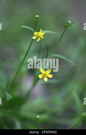 Ranunculus flammula, gemeinhin bekannt als Lesser Spearwort, Wildblume aus Finnland Stockfoto