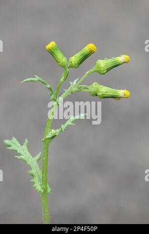 Common Groundsel, Senecio vulgaris, auch bekannt als gemahlenes Glutton, Grundy Swallow oder Old-man-in-the-Spring, wilde Blütenpflanze aus Finnland Stockfoto