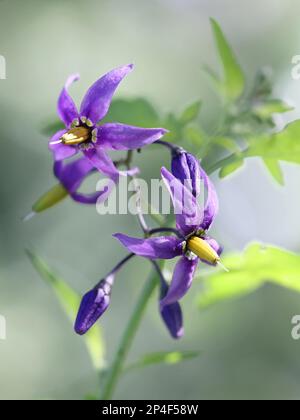 Bittersüß, Solanum dulcamara, auch bekannt als Blaues Blattweed oder Bitternachtschatten, wilde giftige Pflanze aus Finnland Stockfoto