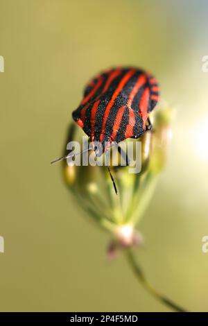 Graphosoma lineatum, allgemein bekannt als gestreifter Käfer oder Minstrel-Käfer, schützt Käfer vor Finnland Stockfoto