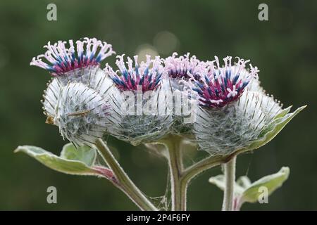 Arctium tomentosum, gemeinhin bekannt als Wollklaue oder Kletterklaue, Wildpflanze aus Finnland Stockfoto