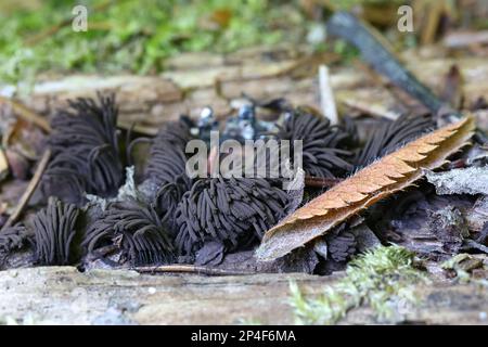 Stemonitis nigrescens, auch Stemonitis fusca var. Nigrescens, gemeinhin bekannt als Schokoladenrohrschleim-Schimmel Stockfoto