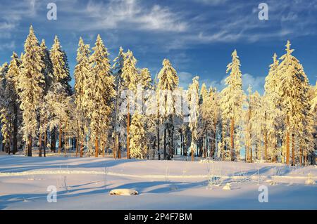 Winter im Bayerischen Wald in Bretterschachten Cross Country Skigebiet, Arber Region, Bayern, Deutschland Stockfoto