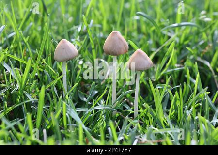 Weißer Dunce Cap, Conocybe apala, auch bekannt als Milky Conecap, Wildpilze aus Finnland Stockfoto