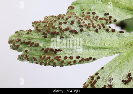 Tranzschelia Anemone, ein Rostpilz, der Blätter von Holzanemone infiziert, kein gebräuchlicher englischer Name Stockfoto