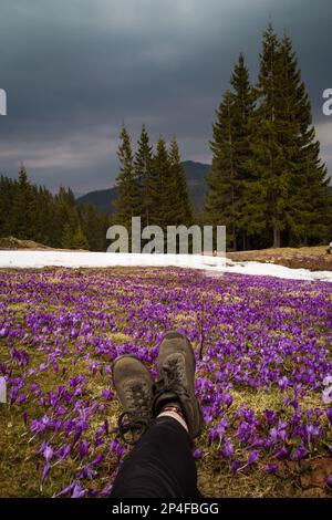 Nahaufnahme von Beinen in Schuhen, die auf einer Crocus-Wiese liegen Konzeptfoto. Fotografie aus erster Hand mit Schnee, immergrünen. Tageslicht. Hohe Bildqualität Stockfoto