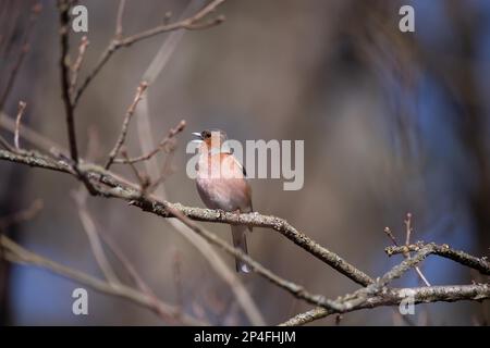 Gemeine Schaffinch (Fringilla coelebs), sitzt auf dem Zweig und singt, Brandenburg, Deutschland Stockfoto