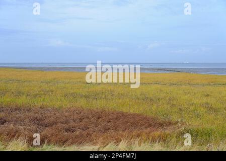 Blick über das Salzmarschland am östlichen Hafen von Norddeich, Nordsee, Niedersachsen, Deutschland Stockfoto