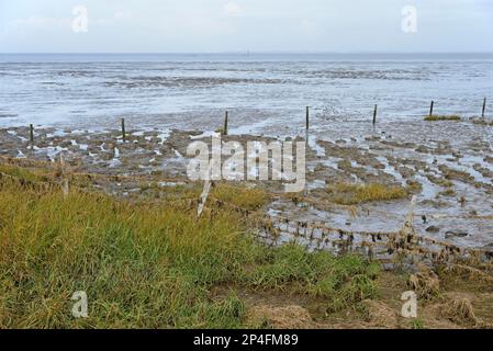 Blick über das Salzmarschland am östlichen Hafen von Norddeich, Nordsee, Niedersachsen, Deutschland Stockfoto