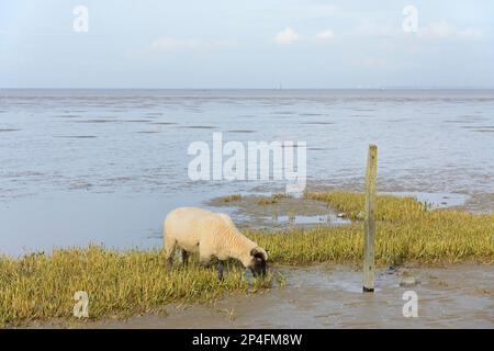 Hausschafe (Ovis gmelini aries), die auf kleinen Resten von Salzmarschen in der Wattensee, Nordsee, Norddeich, Niedersachsen, Deutschland weiden Stockfoto