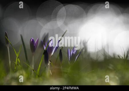 Krokusse (Crocus), blau blühend, Hessen, Deutschland Stockfoto