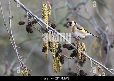 Europäischer Goldfink (Carduelis carduelis), steht auf einem Zweig einer Erle (Alnus glutinosa), Hessen, Deutschland Stockfoto