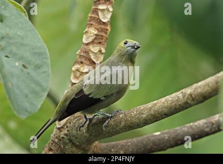 Ausgewachsener Palmtanager (Thraupis palmarum atripennis), sitzt auf einem Ast, Turm mit Baldachin, Panama Stockfoto