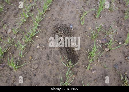 Europäischer Hasenkratzer (Lepus europaeus), in Gerste (Hordeum vulgare) Morris Otter Wintergerste, North Yorkshire, England, Vereinigtes Königreich Stockfoto