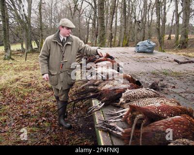 Wildhüter-Zählbeutel mit geschossenem Fasan (Phasianus colchicus) beim Schießen, Castle Grant, in der Nähe von Grantown-on-Spey, Strathspey, Moray, Hochland Stockfoto