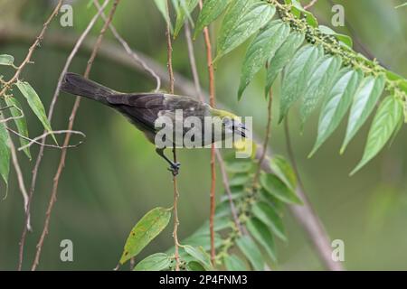 Palm Tanager (Thraupis palmarum), Erwachsener, mit offenem Schnabel, hoch oben auf dem Stiel, Trinidad, Trinidad und Tobago Stockfoto