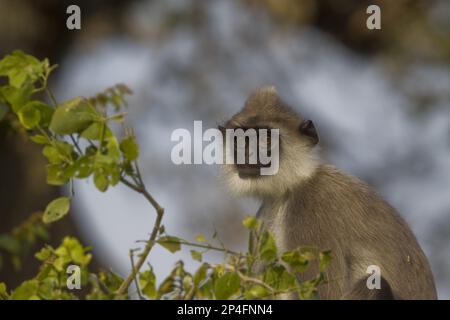 Priam, Ceylon hulman, Ceylon Hulmans, Southern Hanuman langur (Semnopithecus priam), Southern Northern Plains Grey langur (Semnopithecus entellus) Stockfoto