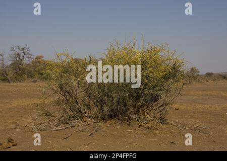 Ägyptischer Schotendorn, Kehlkopf (Acacia nilotica), Schmetterlingspflanze, Kehlkopf-Akazien oder arabischer Kaugummi-Baum Stockfoto