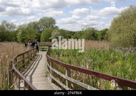 Vogelbeobachter auf einer Promenade durch Schilf in einer überfluteten ehemaligen Kiesgrube, Rye Meads RSPB Reserve, Hoddesdon, Lea Valley, Hertfordshire, England, Vereint Stockfoto