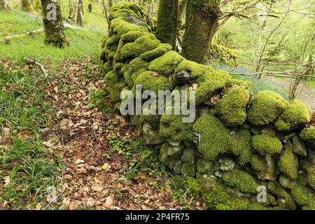 Moss-bedeckte Trockenwand in altem Waldlebensraum, Wood of Cree RSPB Reserve, Dumfries and Galloway, Schottland, Vereinigtes Königreich Stockfoto