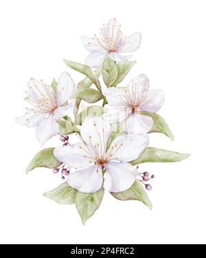 Aquarell hellrosa Blume blüht. Kirschblütenstrauß-Illustration isoliert auf weißem Hintergrund. Geeignet für dekorative Frühlingsfeste, Sum Stock Vektor