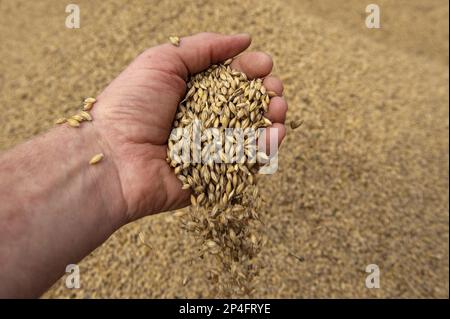 Gerste (Hordeum vulgare), Nahaufnahme einer Hand mit neu geerntetem Getreide, Cumbria, England, Vereinigtes Königreich Stockfoto