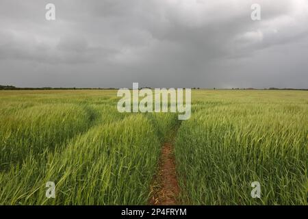 Gerste (Hordeum vulgare), Reifungsfeld und Sturmwolken, Hemswell, Lincolnshire, England, Vereinigtes Königreich Stockfoto