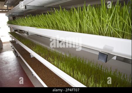 Gerste (Hordeum vulgare) hydrokulärer Anbau, Gewächshaustechnologie, die zum Anbau von Keimlingen als Grünfutter für die Viehhaltung verwendet wird Stockfoto