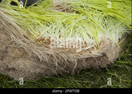 Gerste (Hordeum vulgare), Ernte des hydroponischen Anbausystems, Länge der Keimlinge nach sieben Tagen, als Tierfutter verwendet, Herefordshire, England Stockfoto