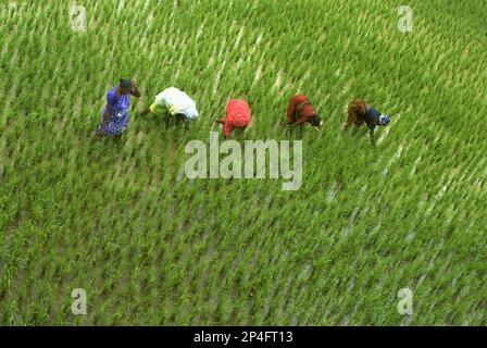 Asiatischer Reis (Oryza sativa), Frau, die Unkraut in Reisfeldern zieht, Kanyakumari, Tamil Nadu, Indien Stockfoto