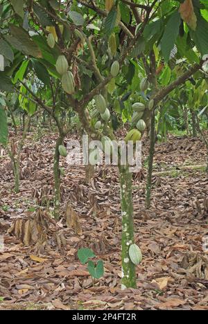 Kakaobaum (Theobroma cacao), auf Bäumen in Plantagen wachsende Hülsen, Atewa, Ghana Stockfoto