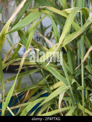 Magnesiummangel bei Weizen (Triticum aestivum), Blattschau Stockfoto