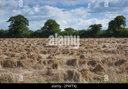 Weizen (Triticum aestivum), ausgelaugte Ernte, bei nassem Wetter flach, in der Nähe von Chester, Cheshire, England, Vereinigtes Königreich Stockfoto