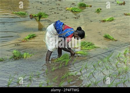 Asiatischer Reis (Oryza sativa), Frau, die Setzlinge entlang der Linie auf dem Reisfeld transplantiert, Madurai, Tamil Nadu, Indien Stockfoto