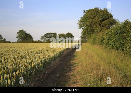 Weizen JB Diego Winter Weizen (Triticum aestivum), reifende Ähren auf dem Feld, Vorgewende mit Fußweg und Hecke, Bacton, Suffolk, England, Vereinigtes Königreich Stockfoto