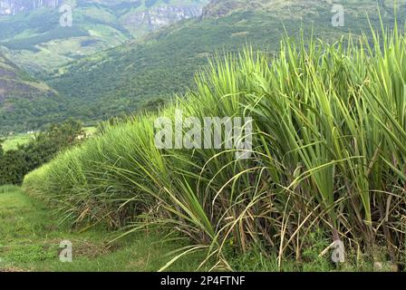 Zuckerrohr (Saccharum officinarum), das im Talfeld angebaut wird, Kanthalloor, Western Ghats, Kerala, Indien Stockfoto