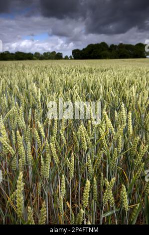 Weizen (Triticum aestivum), in milchiger Form, auf einem Feld mit sich nähernden Sturmwolken, Cheshire, England, Vereinigtes Königreich Stockfoto