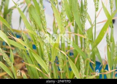 Schwefelmangel bei Weizen (Triticum aestivum), Nahaufnahme der Reifeohren Stockfoto